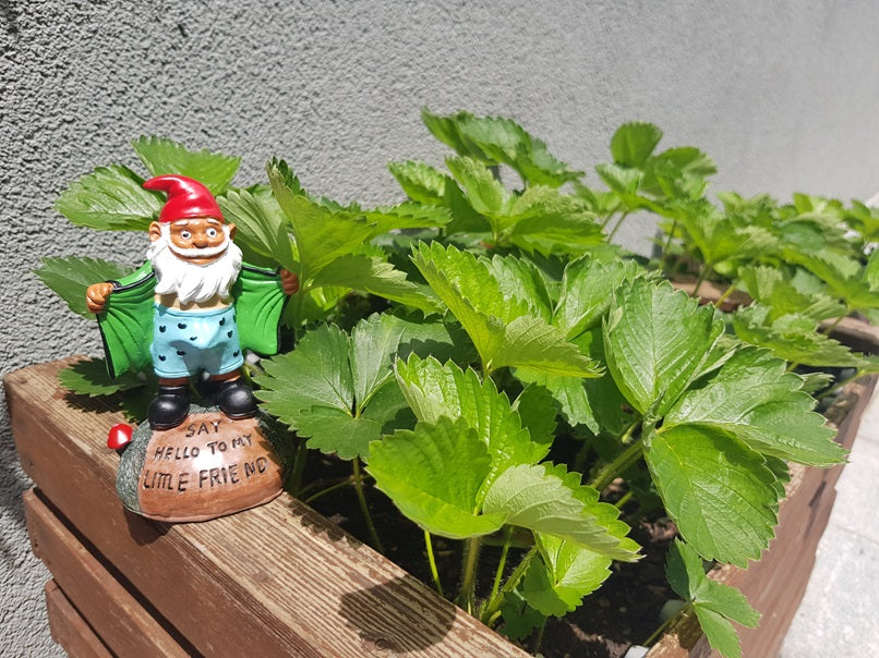 NAUGHTY "LITTLE FRIEND" GARDEN GNOME