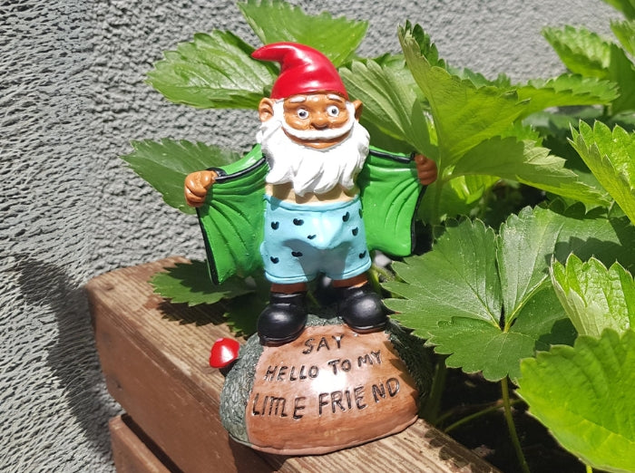 NAUGHTY "LITLLE FRIEND" GARDEN GNOME. A fun product and a funny gift for garden decoration where the gnome has his coat opened and you can see his naughty litlle friend through his boxer shorts.