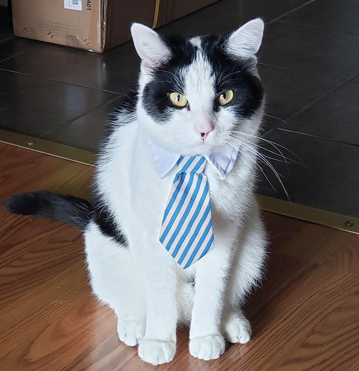 ADJUSTABLE NECKTIE FOR SMALL DOGS & CATS. Cat wearing a blue adjustable tie for pets as Pet Fashion Accessory.