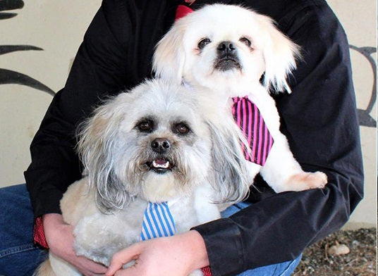 ADJUSTABLE NECKTIE FOR SMALL DOGS & CATS. Two dogs wearing a blue and pink adjustable tie for pets.