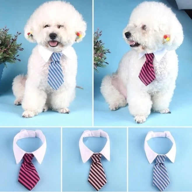 ADJUSTABLE NECKTIE FOR SMALL DOGS & CATS. Puddle dog wearing a pink and blue adjustable tie for pets as a Pet Fashion Accessory.