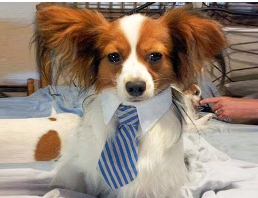 ADJUSTABLE NECKTIE FOR SMALL DOGS & CATS. Dog wearing a blue adjustable party necktie.